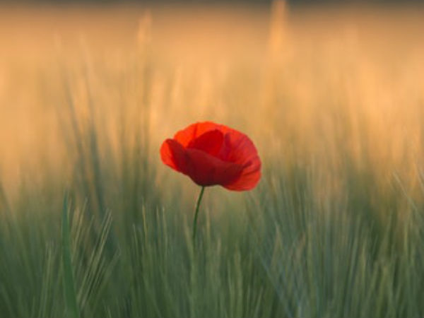 கடைசி மூச்சு வரை...