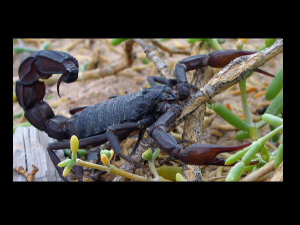 விஷத்தை முறிப்பது