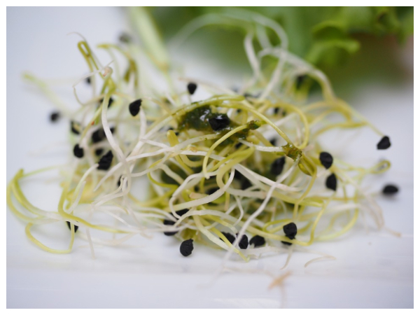 குதிரை மசால்