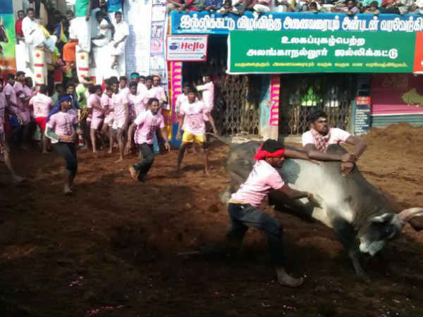 சிறந்த காளை