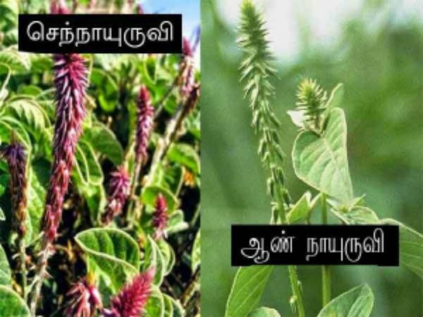 செந்நாயுருவி தாவர வழிபாடு