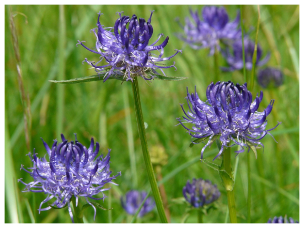 சூர்நகம் 