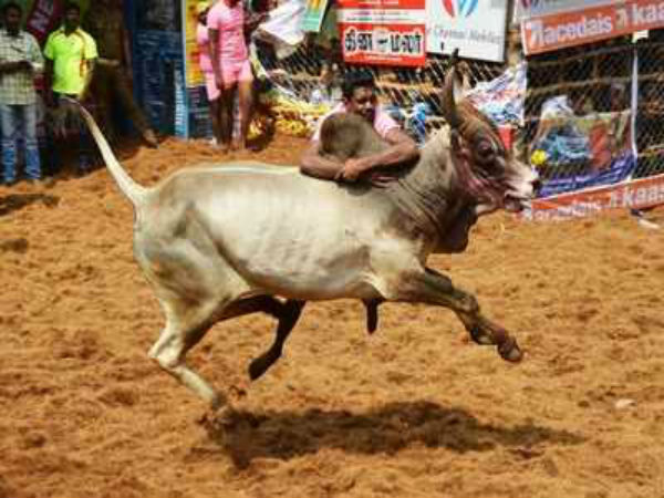 15 காளை அடக்கிய வீரன்