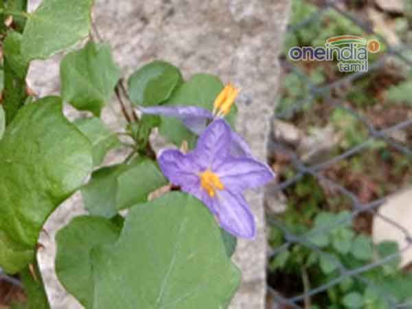 தூதுவளை