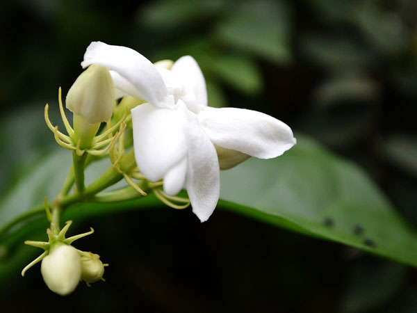 மல்லிகை 