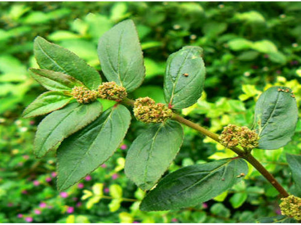 அற்புத மூலிகை 