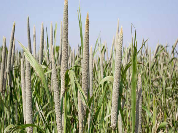 இந்தியாவில் விளைச்சல்