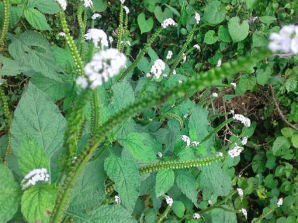 தேள் கொடுக்கு 