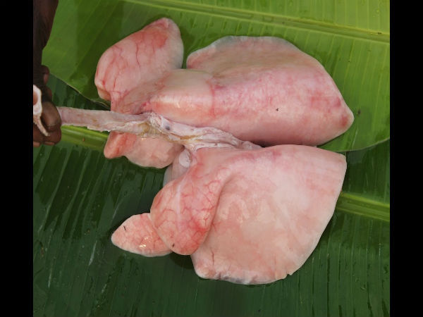 நுரையீரல்