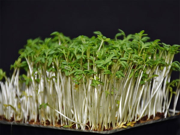 குதிரை மசால் ஊட்டச்சத்து அளவுகள் 