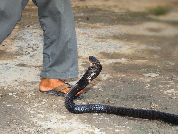 பாம்பு கடி 