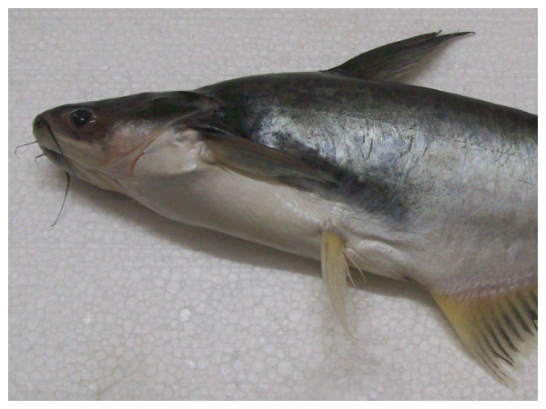 வித்தியாசம் என்ன?