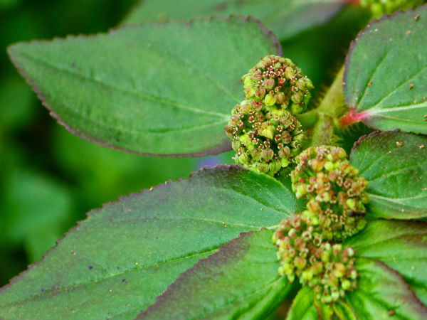 தயாரிப்பு முறை 