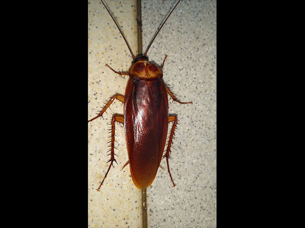 கரப்பான்பூச்சிக்கு காது