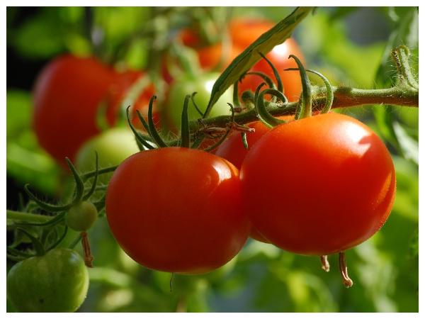 தக்காளி 