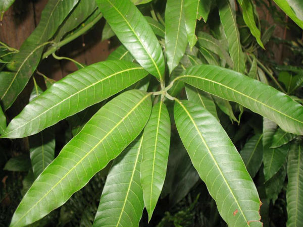 ஏன் மா இலைகள்