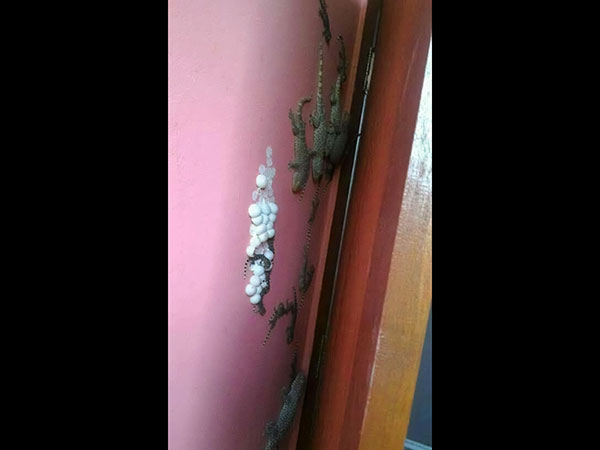 பல்லிகளின் பகுதி 