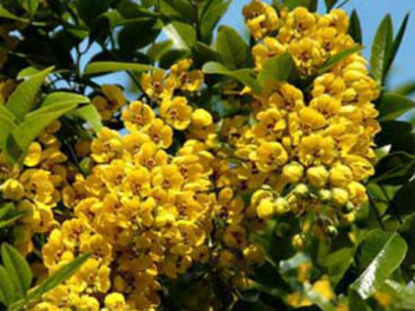 விளைவுகள் 