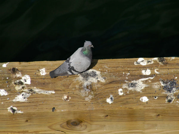 புறாவின் எச்சம் 