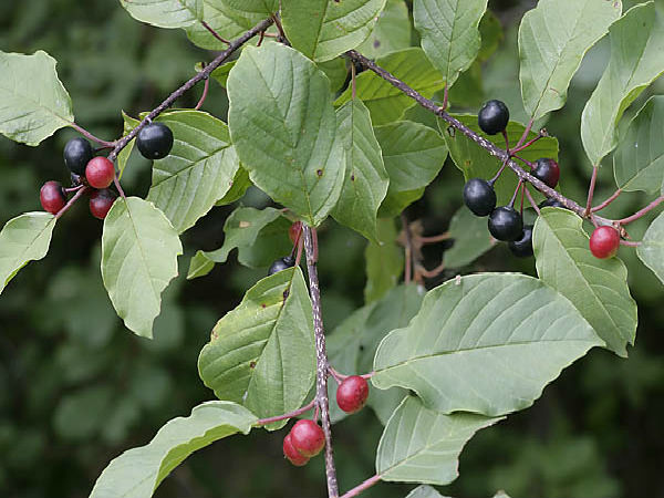 ஆல்டர் பக்தார்ன்