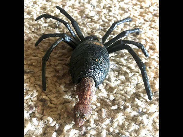 பல்லியின் கண்ணாமூச்சி ஆட்டம் 