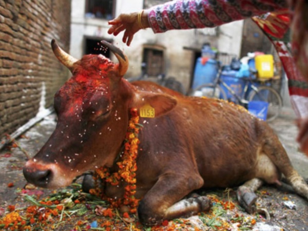 பசுவை வழிபடுவது 