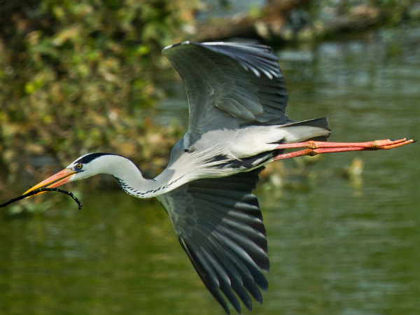 பறவைகள்