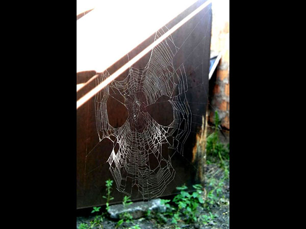 மனித முகத்தை ஒத்த சிலந்தி வலை 