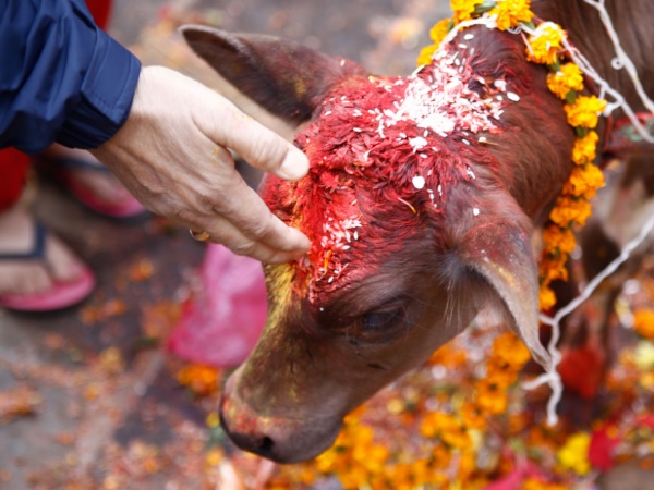 பசு பரிகாரம்