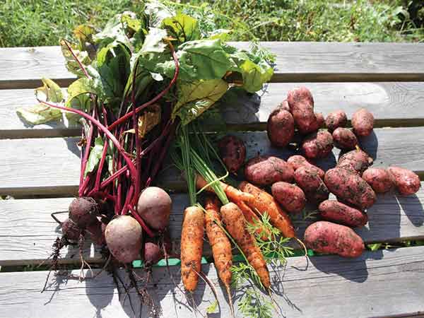 வேர்க் காய்கள்