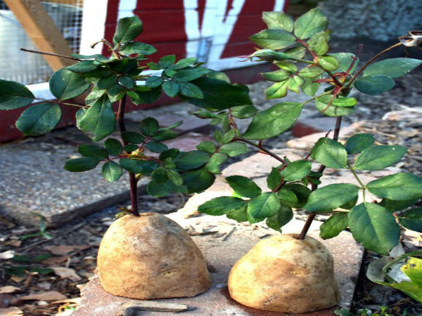 உருளைக்கிழங்கில் ரோஜா