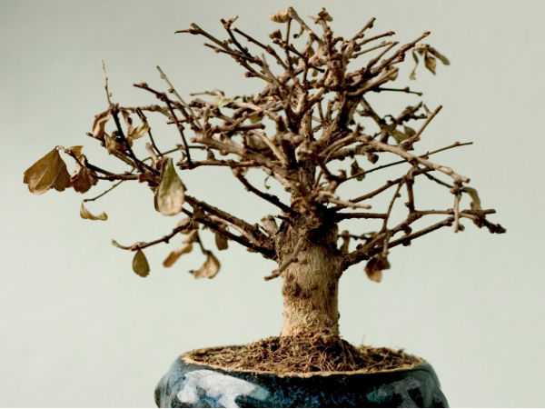 வாடிய செடிகள்