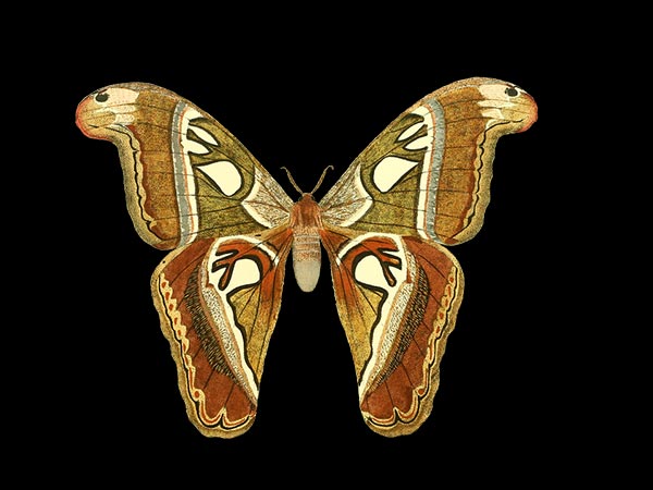 பட்டாம்பூச்சி