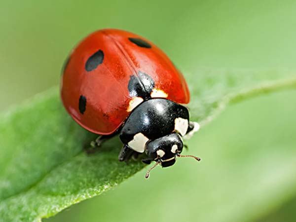 பெண் பறவைகள்