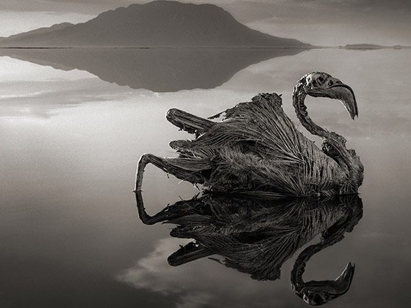 விலங்குகளின் சிலைகள்