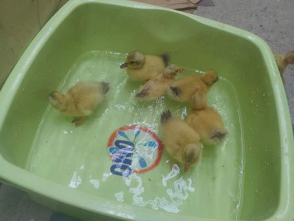 2 டஜன் முட்டைகள் 