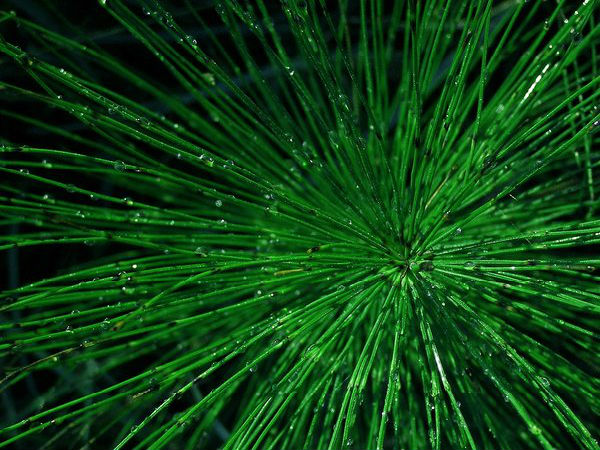 ஹார்ஸ் டெயில் டீ