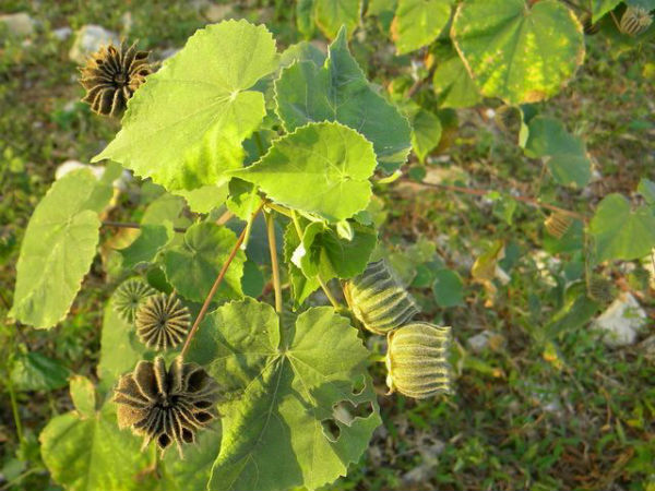 அபூர்வ மூலிகை