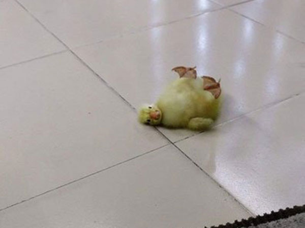 குஞ்சு பொரித்தல்