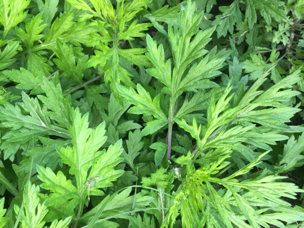 மாசிபத்திரி பயன்படுத்தும் முறை