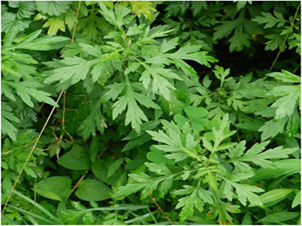 நாட்டுப்புற கதைகள் மற்றும் சில வரலாறு