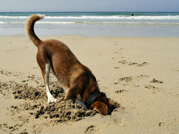 விலங்குகள்