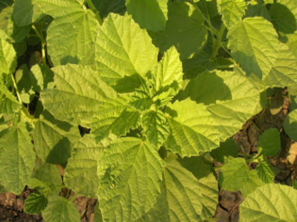 பிறப்பிடம்