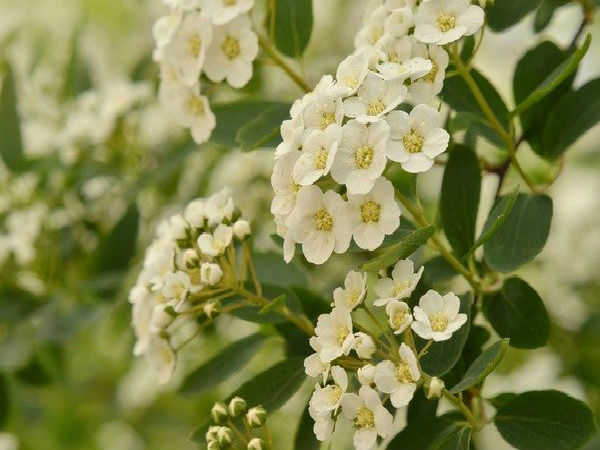 இதயக்கனி 