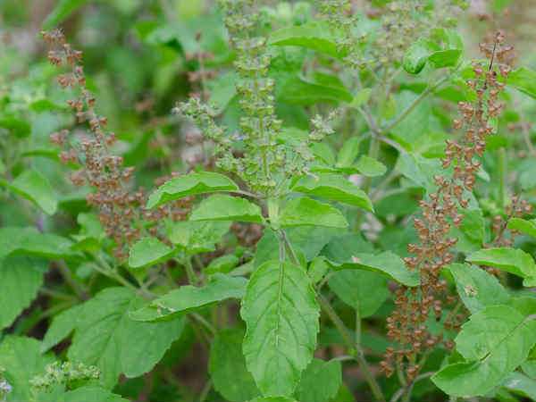 துளசியுடன் நெய் மற்றும் தேன்