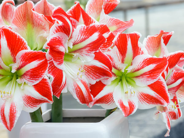 பிளாஸ்டிக் மலர்கள்