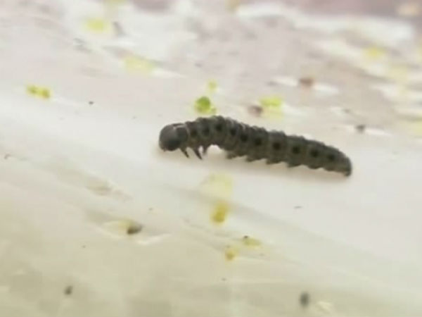 யார்சாகும்பா என்றால் என்ன ?