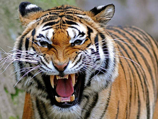 முனிவர்களின் திட்டம்