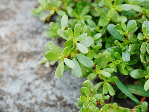 உரா உர்சி