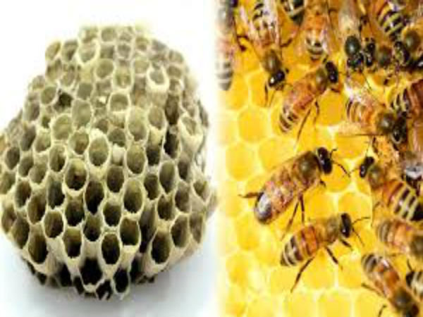 எங்கு கிடைக்கும்?